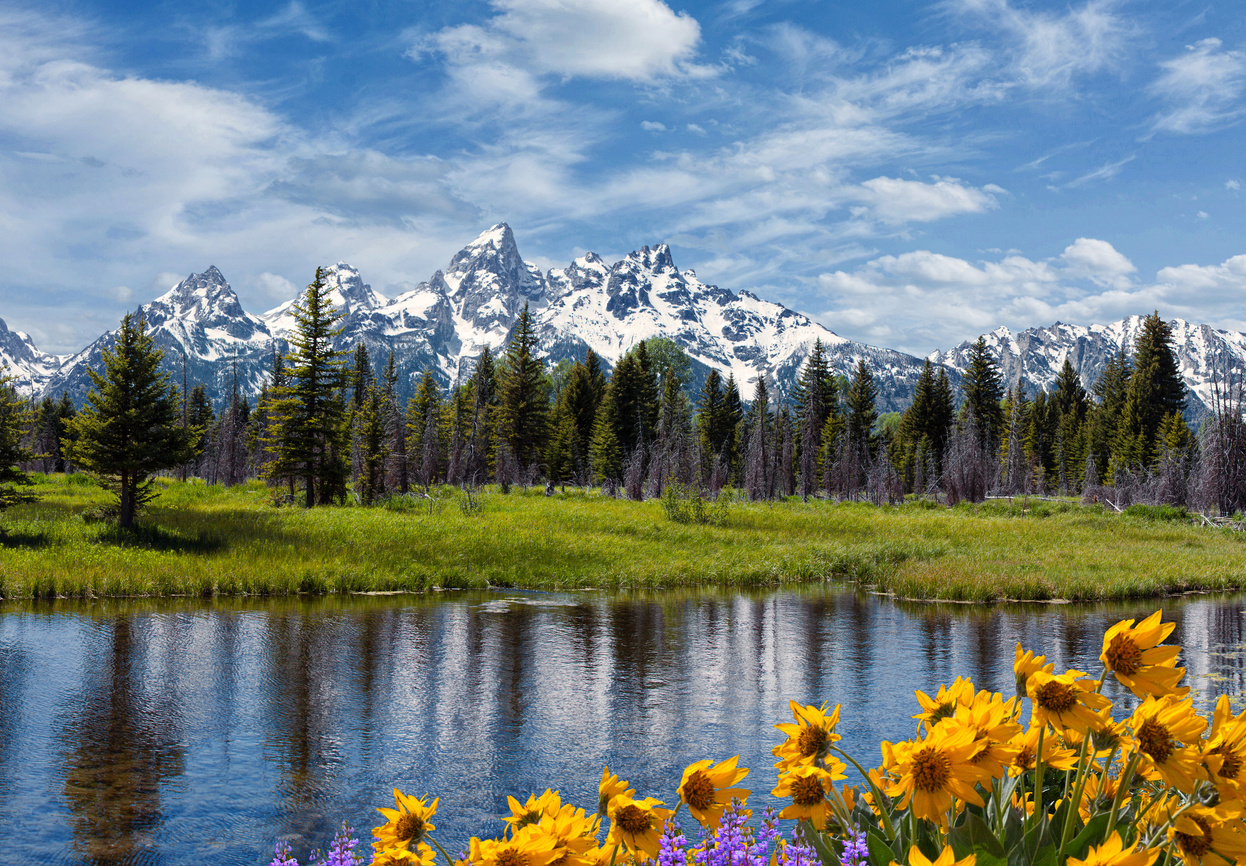 Grand Tetons and flowers